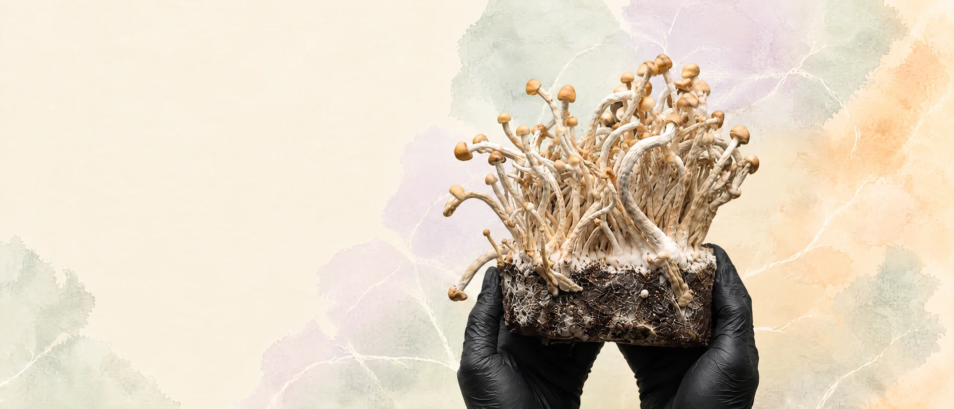 Handen in zwarte handschoenen houden een Shroomsy-kweekset met dicht mycelium en vruchtlichamen vast